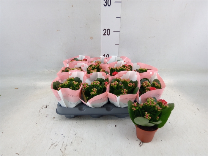 <h4>Kalanchoe  'RoseFlow Noelle'</h4>