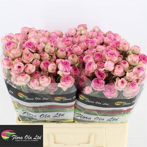 ROSA TR 'SUPER SENSATION'