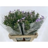 Phlox P Butterfly