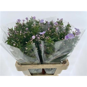 Phlox P Butterfly