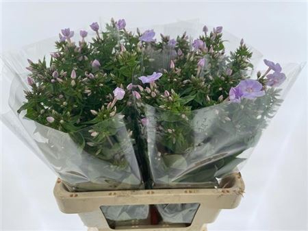 <h4>Phlox P Butterfly</h4>