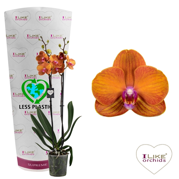 <h4>Phalaenopsis Bologna - 2 tak 70cm (Less Plastic)</h4>