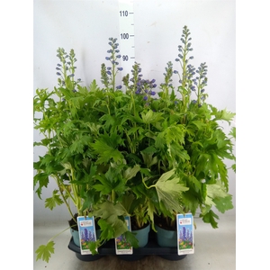 Delphinium   ...
