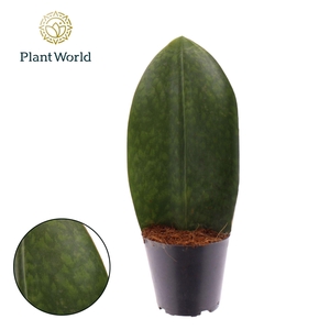 Sansevieria overig