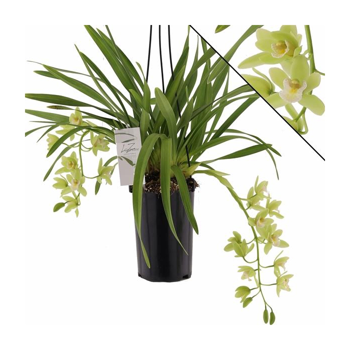 <h4>Jennifer 2 tak</h4>