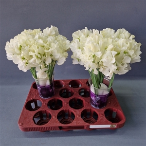 Lathyrus Cream Magic