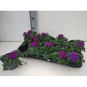 VERBE LASCAR PURPLE