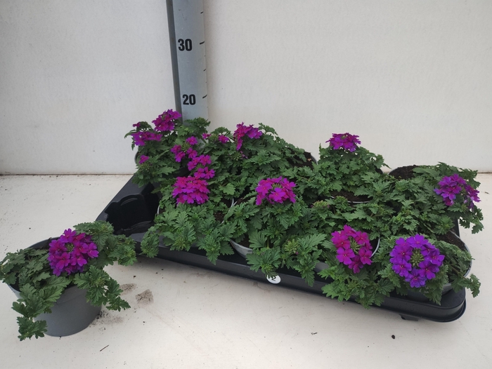 <h4>VERBE LASCAR PURPLE</h4>