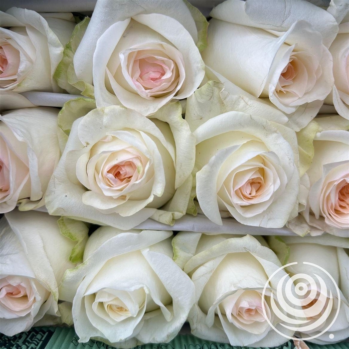 <h4>R Eq Candlelight By Box</h4>