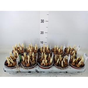 Crocus vernus 'Jeanne d'Arc'