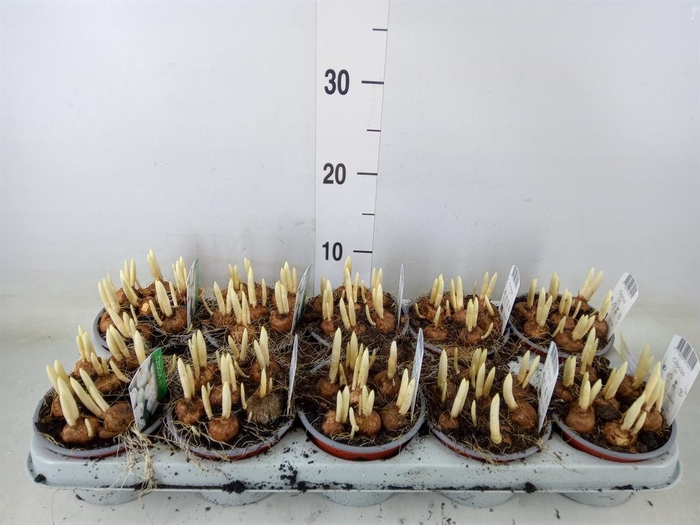 <h4>Crocus vernus 'Jeanne d'Arc'</h4>