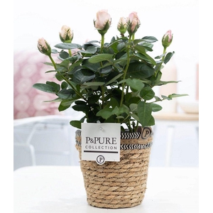 Rosa light pink in P&PURE Basket