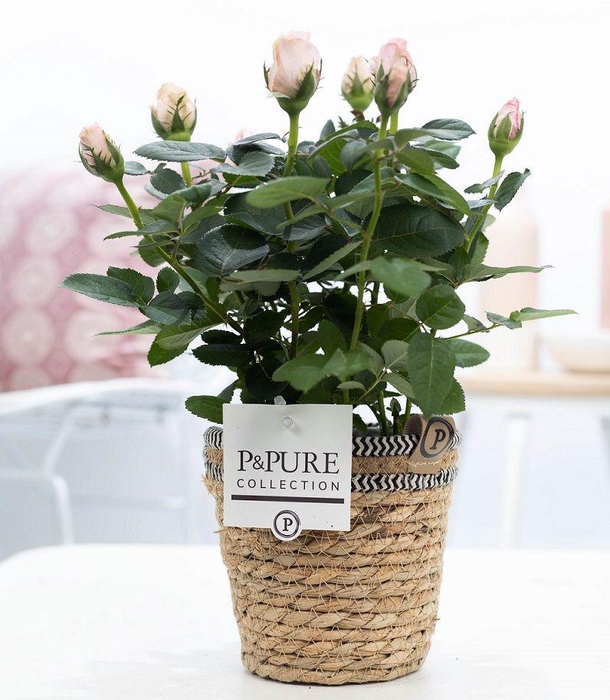 <h4>Ro Bm Licht Roze Basket</h4>