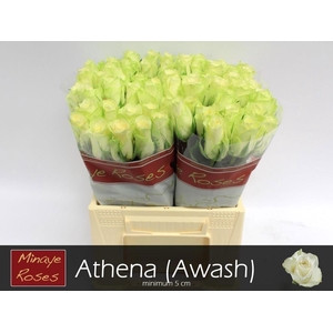 R Gr Athena