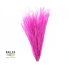 Dried Bleached Miscanthus Cerise