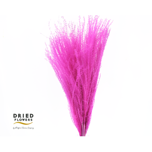 Dried Bleached Miscanthus Cerise