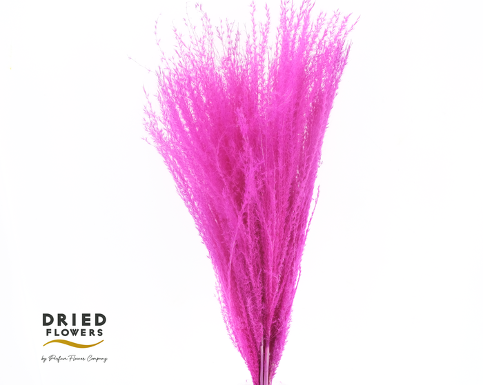 <h4>Dried Bleached Miscanthus Cerise</h4>