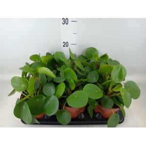 Pilea peperomioides