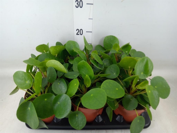 <h4>Pilea peperomioides</h4>