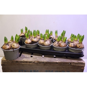 arr8 Hyacin White Pearl