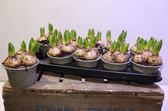 <h4>arr8 Hyacin White Pearl</h4>