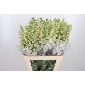 Delphinium El Cen White