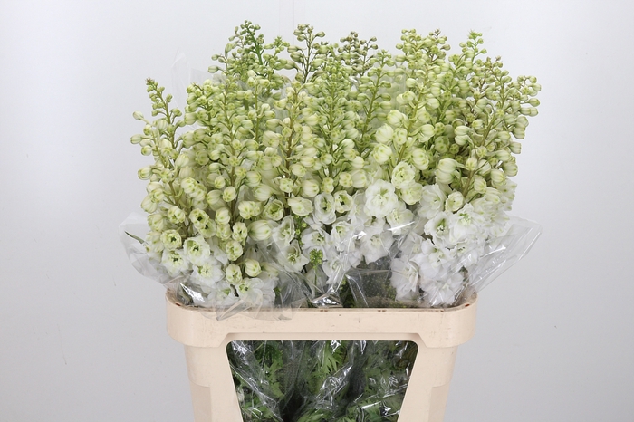 <h4>Delphinium El Cen White</h4>