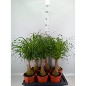 Beaucarnea recurvata