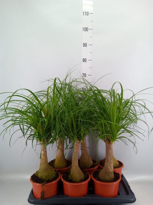 <h4>Beaucarnea recurvata</h4>