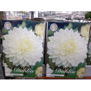 Dahlia   ...flowerbulbs