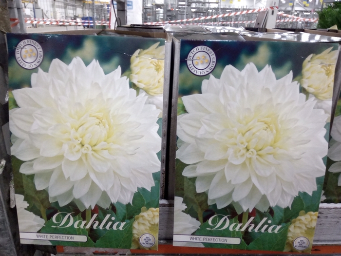 <h4>Dahlia   ...flowerbulbs</h4>