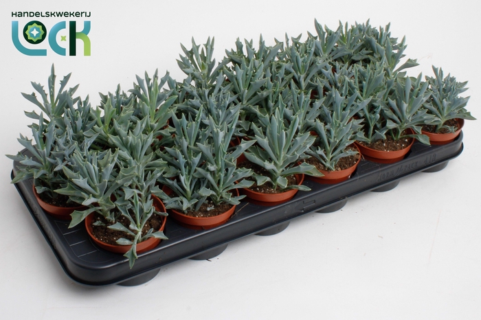 <h4>Kalanchoë Spider Blue</h4>