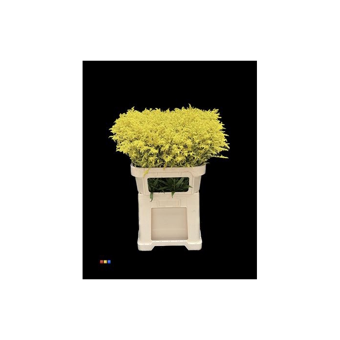 <h4>Solidago Yellow</h4>