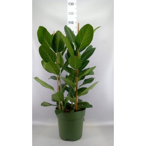 Ficus benghalensis 'Audrey'