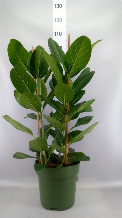 <h4>Ficus benghalensis 'Audrey'</h4>