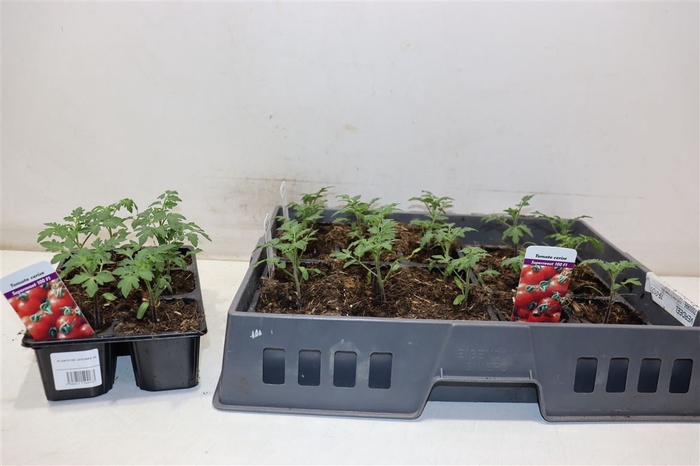 arr8 Tomatenplanten 3x6 Tray Supersweet