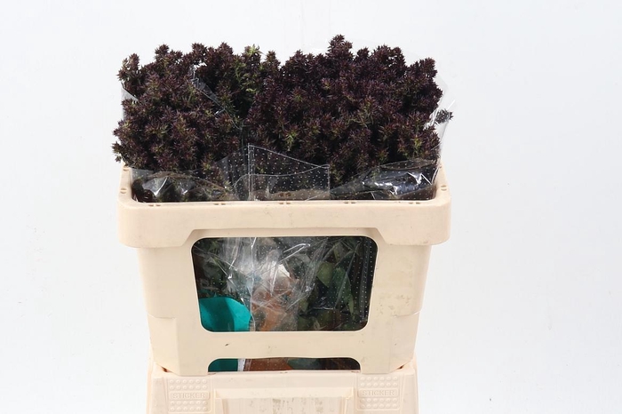 <h4>Phlox P Blind Lion</h4>