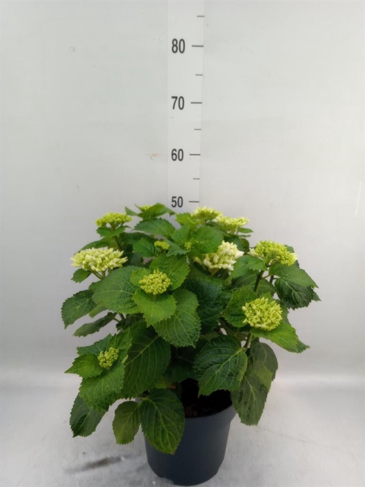 <h4>Hydrangea mac. 'Crystal Palace'</h4>