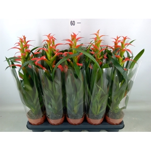 Guzmania wittmackii   ...red