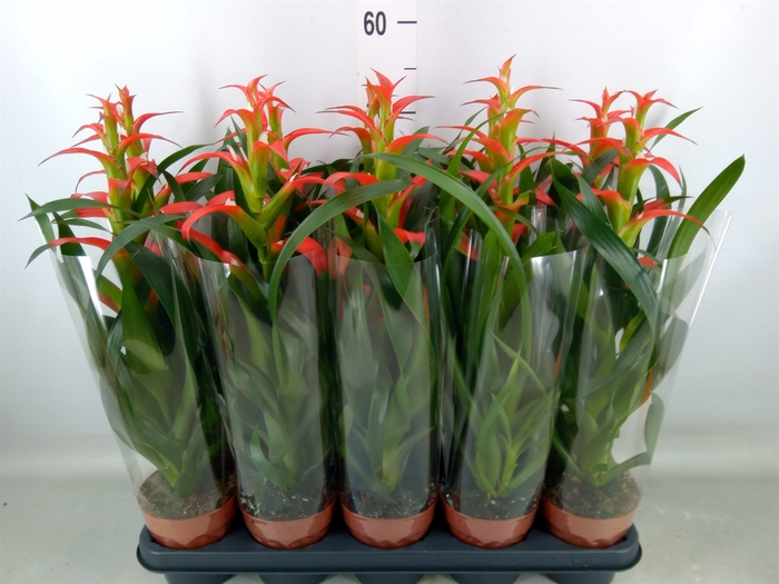 <h4>Guzmania wittmackii   ...red</h4>