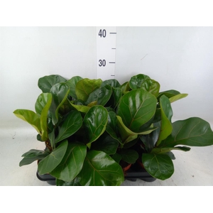 Ficus lyrata 'Bambino'