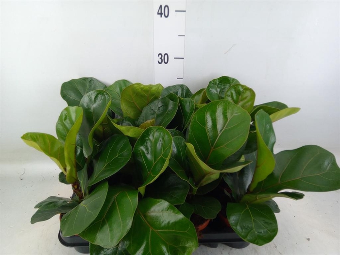 <h4>Ficus lyrata 'Bambino'</h4>