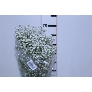 Holambelo - Loja Gran Flora