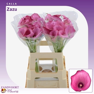 Calla Zazu