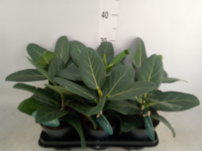 <h4>Ficus benghalensis 'Audrey'</h4>