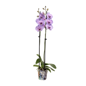 Potcover I Am Coloured Phal I Am Purple Heart 2T14+