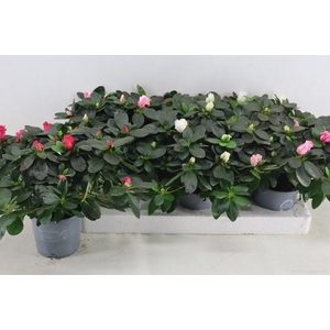 Rhodo Si Vogel Gem