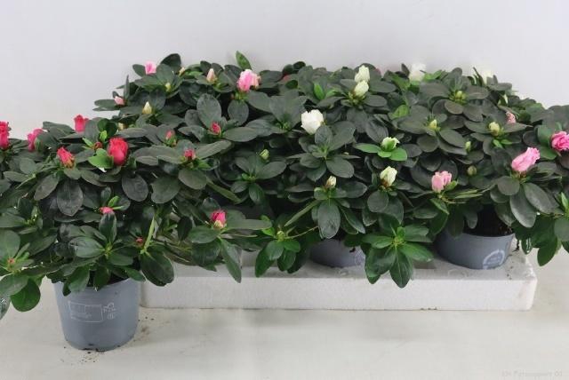 <h4>Rhodo Si Vogel Gem</h4>