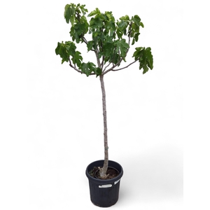 Ficus Carica (Vijgenboom) 45 cm