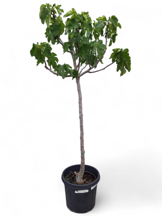 <h4>Ficus Carica (Vijgenboom) 45 cm</h4>